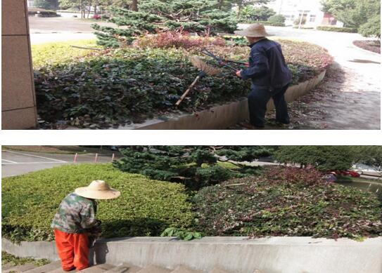 綠植修剪，美化環(huán)境